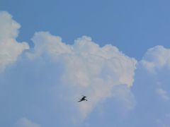 -盐城丹顶鹤湿地生态旅游区