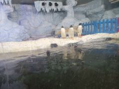 -富国岛珍珠游乐园