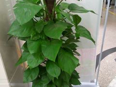 -中国农业银行(嘉定城中支行)