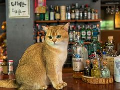 -咖法森林·咖啡  酒吧(天河店)