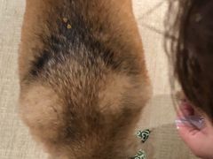 -逗柴咖啡屋·狗咖猫咖宠物桌游