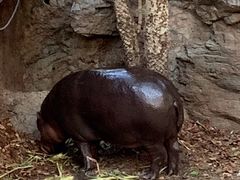 -清迈夜间动物园