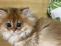 -青奢宠物·青奢猫舍