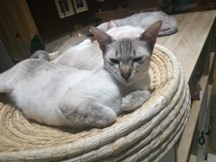 -藏猫猫咖啡主题馆(中央大道店)