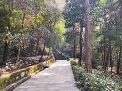 -铁山坪森林公园