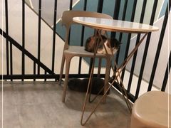 -猫房·猫吧·猫咖(龙湖时代汇店)