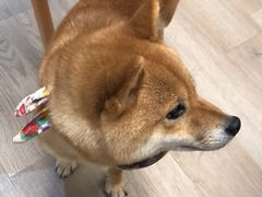 -柴迷FANS CLUB·柴犬狗咖·猫咖