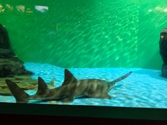 -上海海洋水族馆