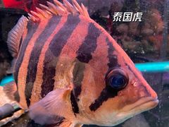 -益财水族馆