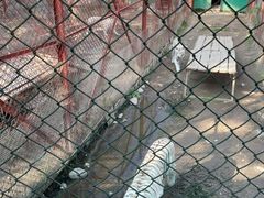 -横道河子东北虎林园