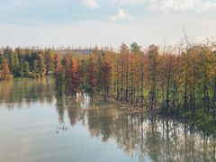 -上海长兴岛郊野公园