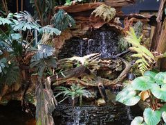-Fern Forest Cafe