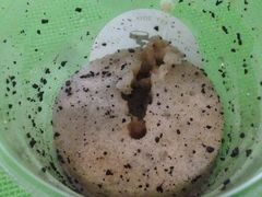 -MIKAKU(万达广场上海宝山店)