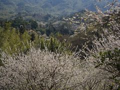 -广州市流溪河国家森林公园