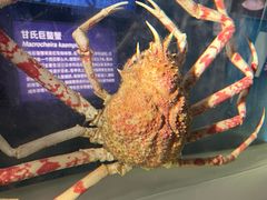 -凤凰中心