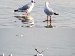 -深圳湾公园(南山区)