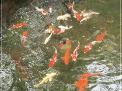-云溪植物园