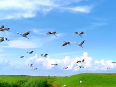-黑龙江扎龙生态旅游区