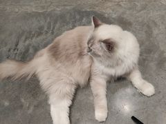 -瞄一喵猫咖(格力海岸店)