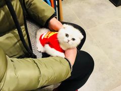 -小尾巴宠物店(万科·金域华庭店)