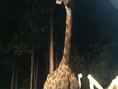 -清迈夜间动物园