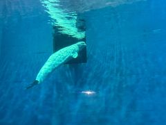 -芜湖新华联大白鲸海洋公园