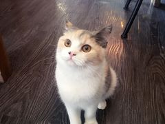 -吉丁鸟咖·异宠·寄养