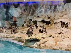 -帝企鹅自助餐厅•儿童岛•真企鹅(长隆企鹅酒店)