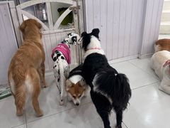 -汪说·狗咖·拼豆·宠物周边DIY(旺城大厦店)