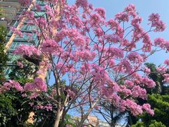-洲头咀公园