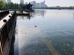 -莲花池公园