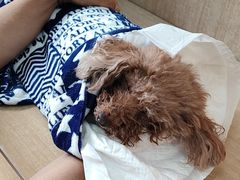 -北京观赏动物医院·24小时大型综合·猫专科·异宠专科