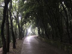 -武汉大学-樱园