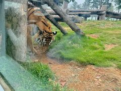 -西霞口神雕山野生动物世界