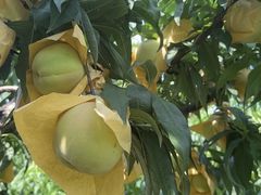 -老袁家蜜桃农场·阳山水蜜桃