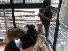 -Husky Go! 哈士奇体验馆·宠物咖啡厅狗咖