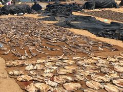 -尼甘布海鲜市场