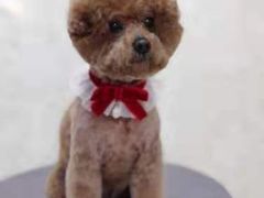 -乐琪宠物(青塔西路店)