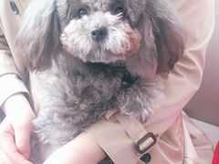 -爱侣宠医·鹦鹉专科·小型哺乳类·异宠专科(灵石路店)