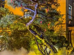 -叶叶菩提(太原别墅店)