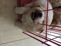 iphone_upload_pic-创凡宠物医院·骨专科  猫科中心(西乡分院)