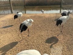 -盐城丹顶鹤湿地生态旅游区