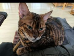 -豆逗聊愈猫阁Easy Life