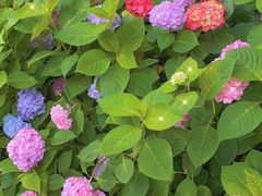 -星巴克(杭州嘉里中心4F店)