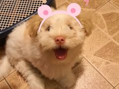 -安安宠医宠物医院·异宠·犬猫内科(岳阳分院)