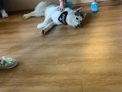 -Husky Go! 哈士奇体验馆·宠物咖啡厅狗咖