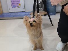 -芭比堂动物医院(广州爱宠下渡路分院)