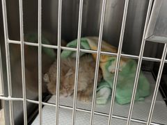 -宠福鑫康馨动物医院·骨科·眼科