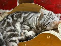 -有猫主题·治愈系猫咖(曾厝垵店)