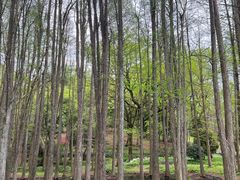 -杭州植物园